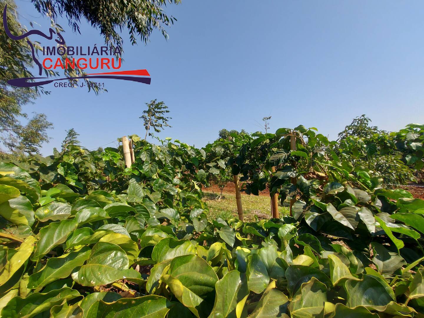 Fazenda à venda com 3 quartos, 48400m² - Foto 6