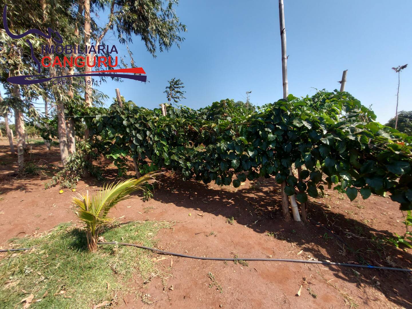 Fazenda à venda com 3 quartos, 48400m² - Foto 9