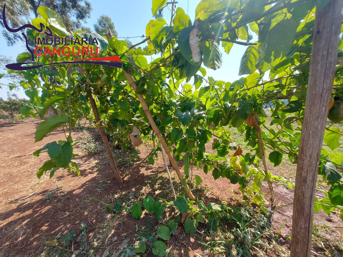 Fazenda à venda com 3 quartos, 48400m² - Foto 15