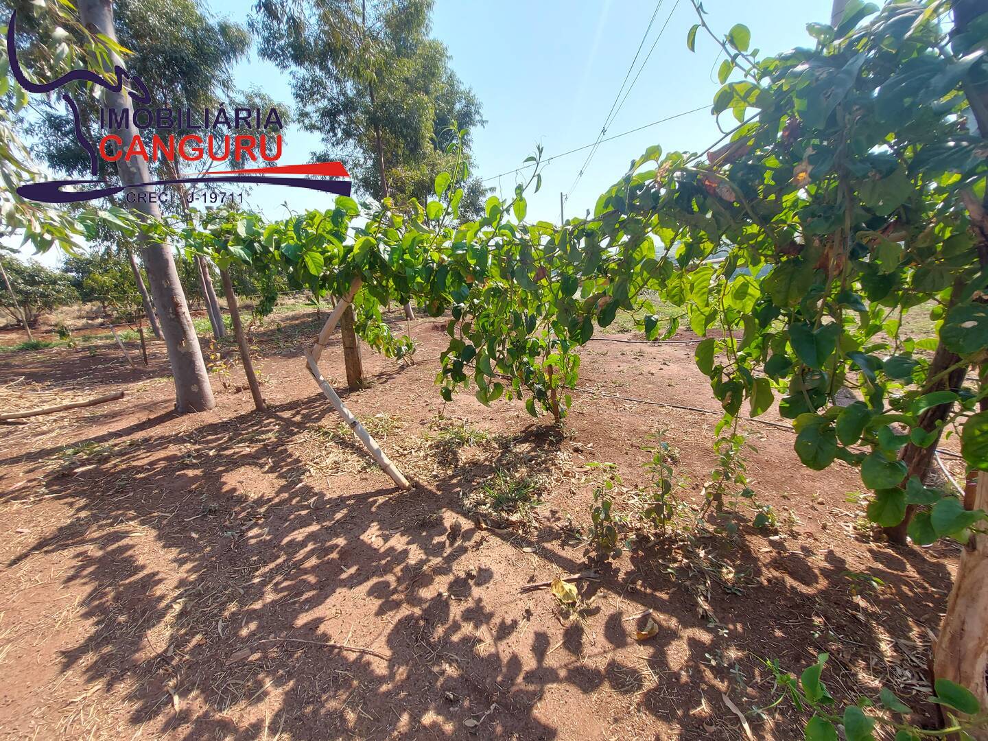 Fazenda à venda com 3 quartos, 48400m² - Foto 17